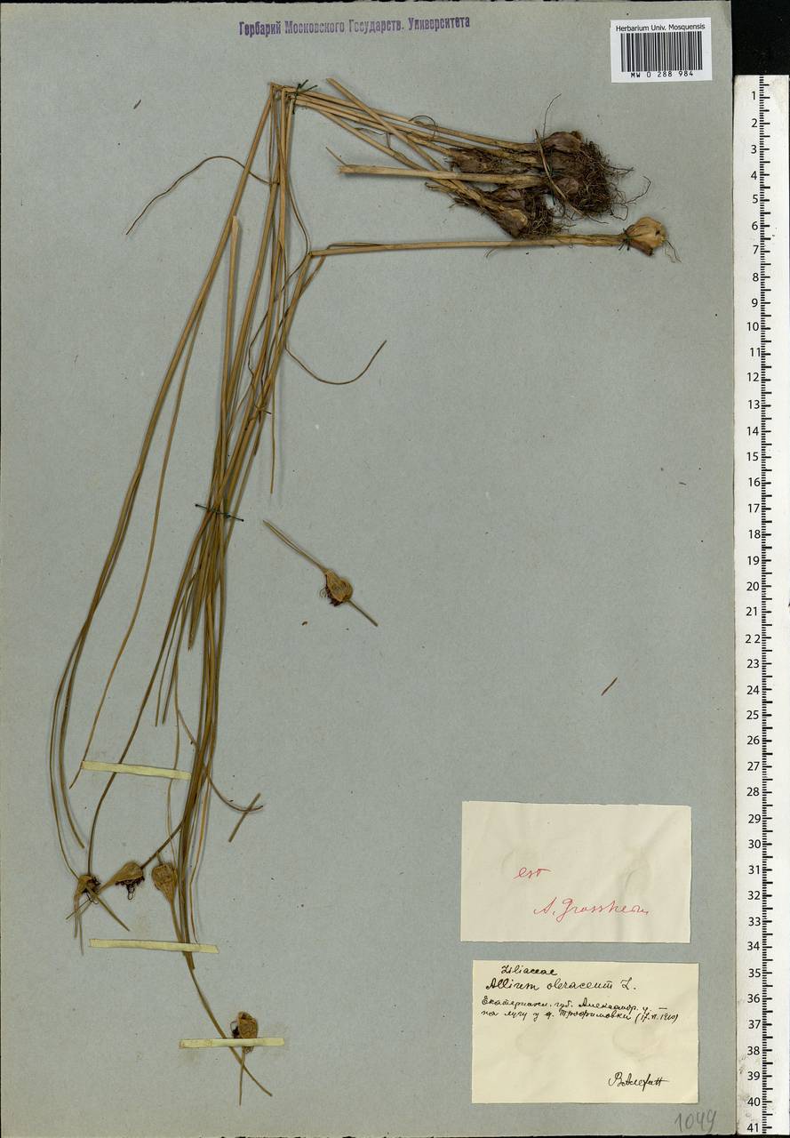 Allium oleraceum L., Eastern Europe, South Ukrainian region (E12) (Ukraine)