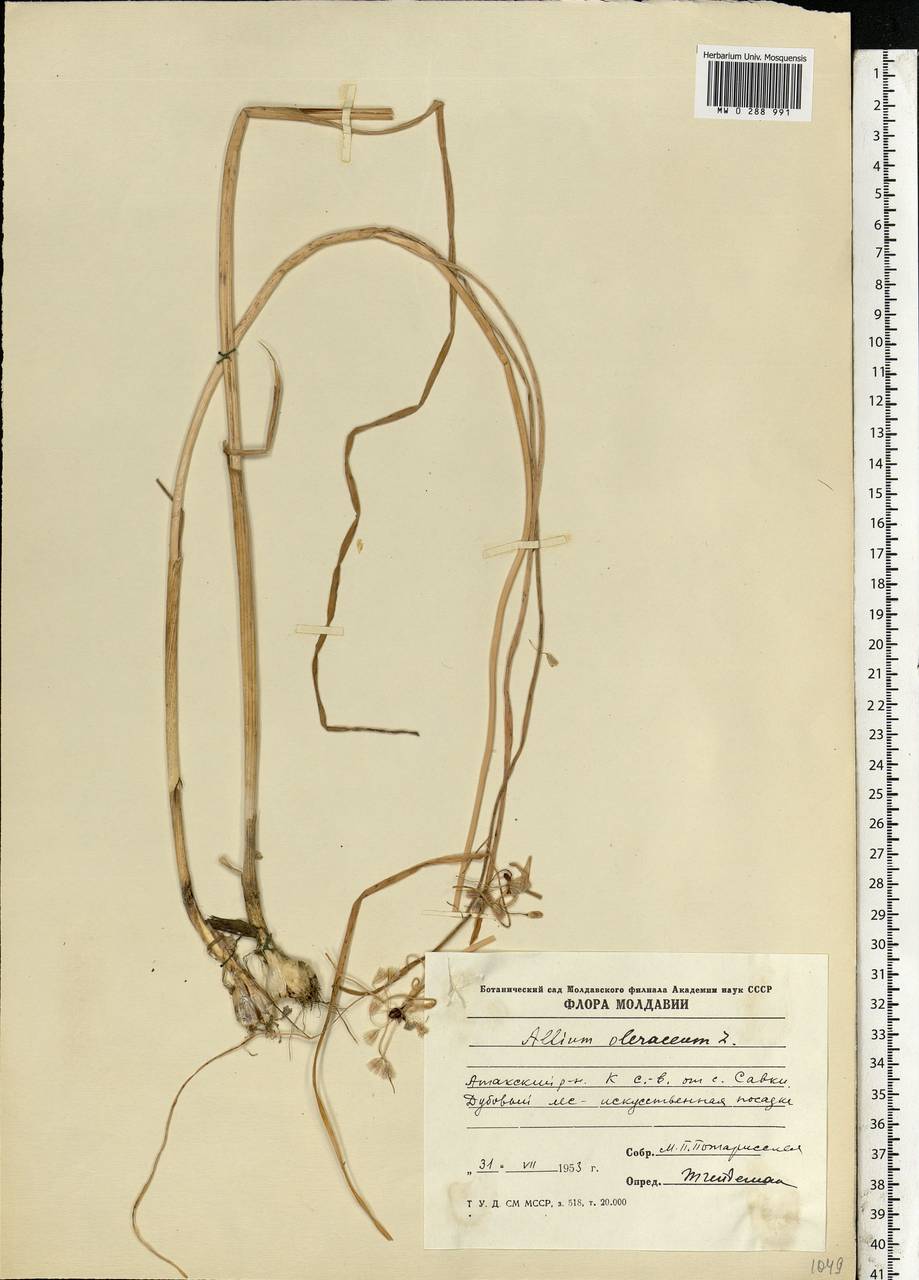 Allium oleraceum L., Eastern Europe, Moldova (E13a) (Moldova)