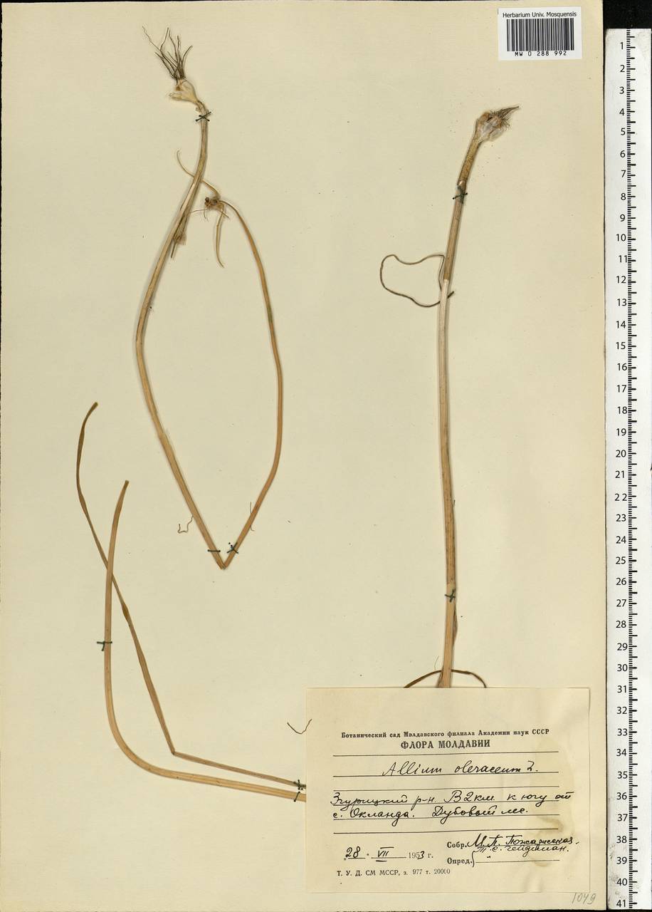 Allium oleraceum L., Eastern Europe, Moldova (E13a) (Moldova)