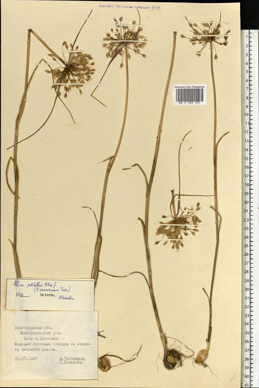 Allium flavum subsp. tauricum (Besser ex Rchb.) K.Richt., Eastern Europe, Central forest-and-steppe region (E6) (Russia)