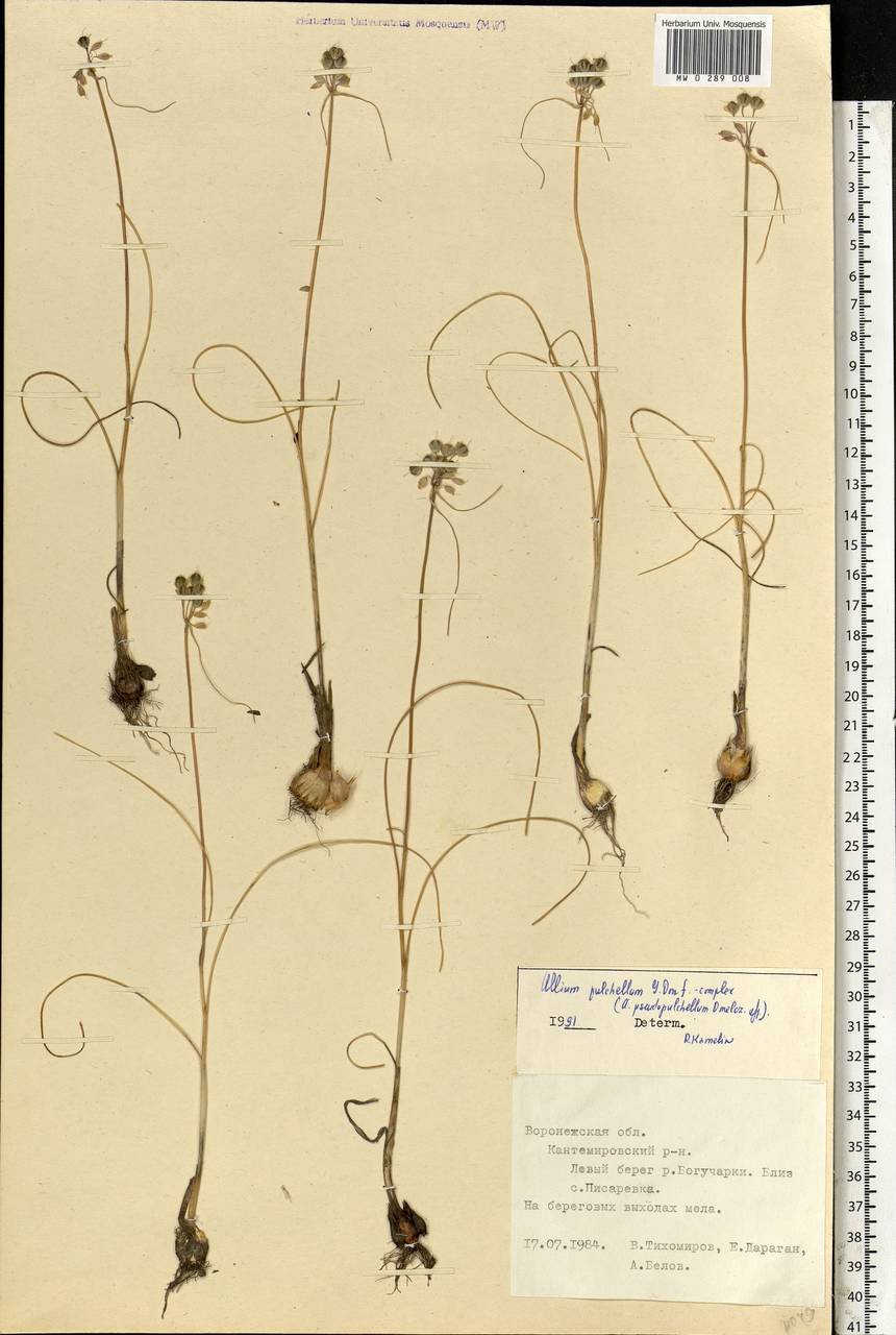 Allium flavum subsp. tauricum (Besser ex Rchb.) K.Richt., Eastern Europe, Central forest-and-steppe region (E6) (Russia)