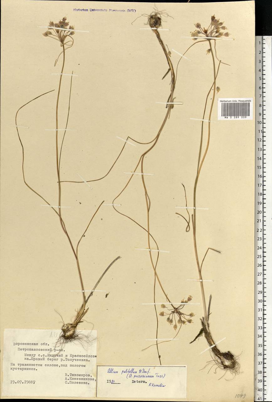 Allium flavum subsp. tauricum (Besser ex Rchb.) K.Richt., Eastern Europe, Central forest-and-steppe region (E6) (Russia)