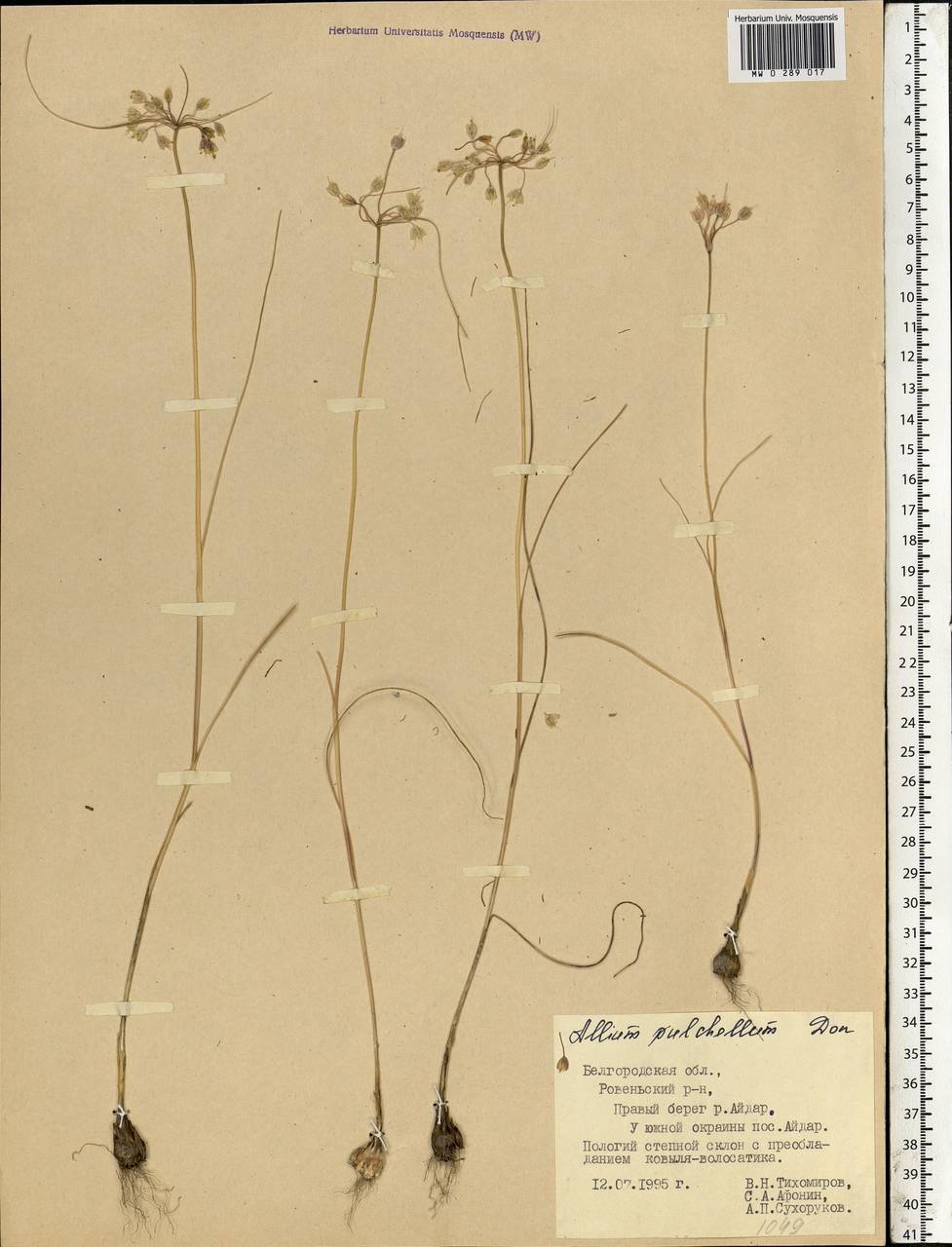 Allium flavum subsp. tauricum (Besser ex Rchb.) K.Richt., Eastern Europe, Central forest-and-steppe region (E6) (Russia)