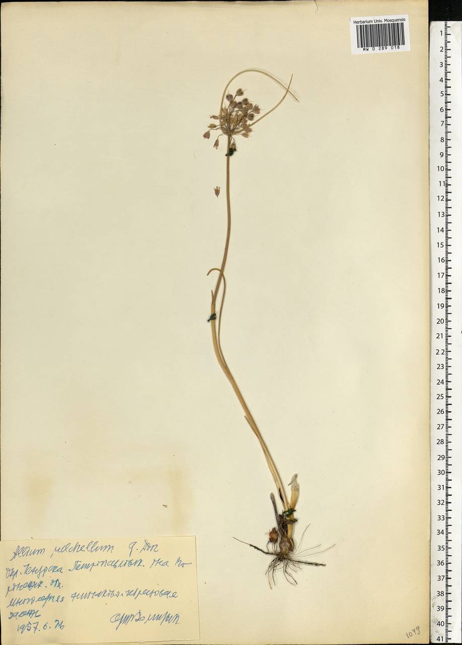 Allium flavum subsp. tauricum (Besser ex Rchb.) K.Richt., Eastern Europe, Central forest-and-steppe region (E6) (Russia)