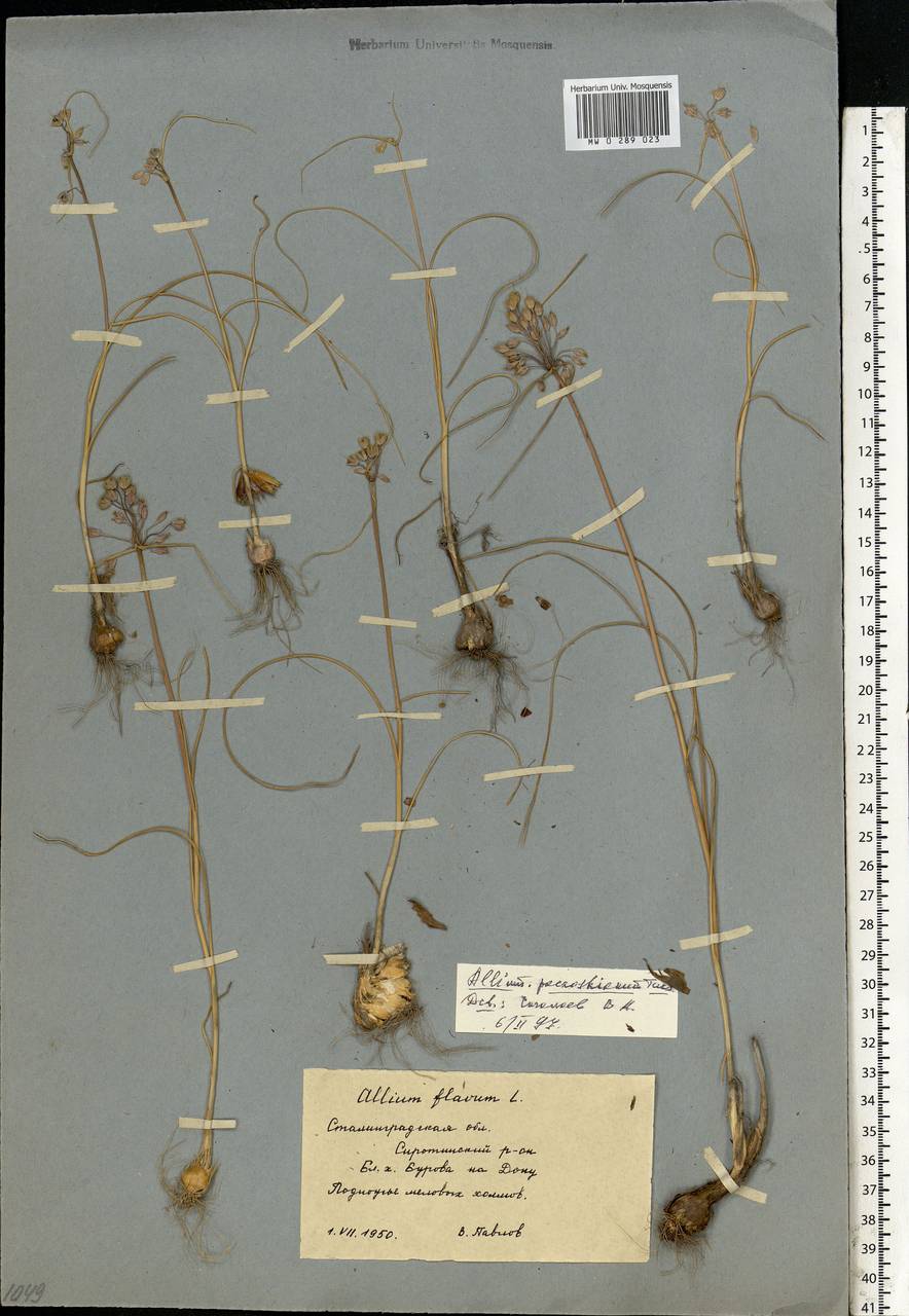 Allium flavum subsp. tauricum (Besser ex Rchb.) K.Richt., Eastern Europe, Lower Volga region (E9) (Russia)