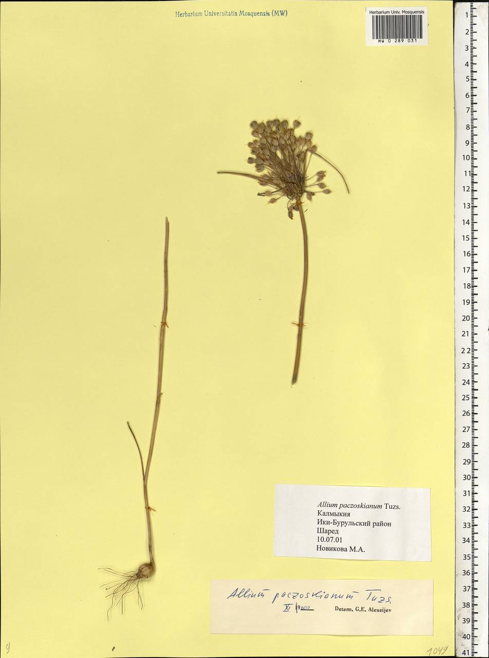 Allium flavum subsp. tauricum (Besser ex Rchb.) K.Richt., Eastern Europe, Lower Volga region (E9) (Russia)