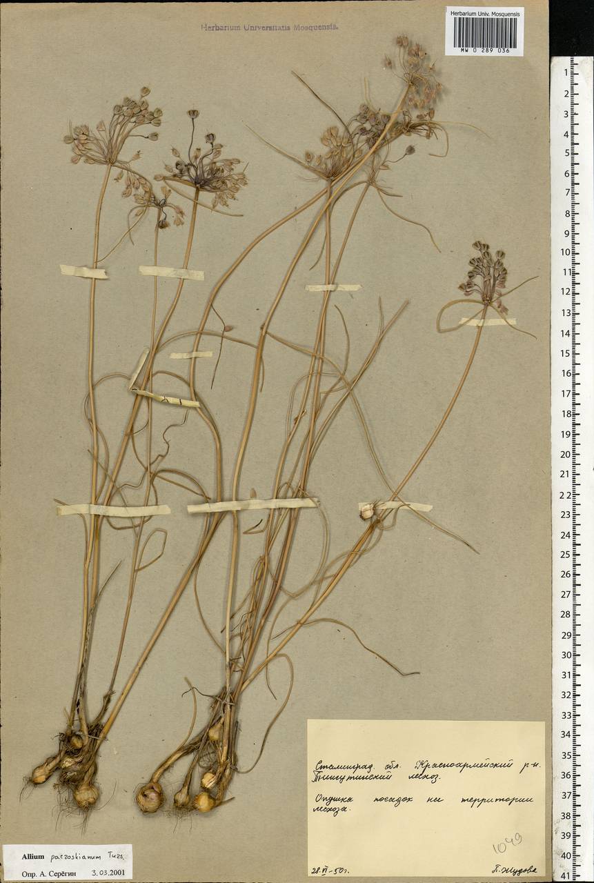 Allium flavum subsp. tauricum (Besser ex Rchb.) K.Richt., Eastern Europe, Lower Volga region (E9) (Russia)