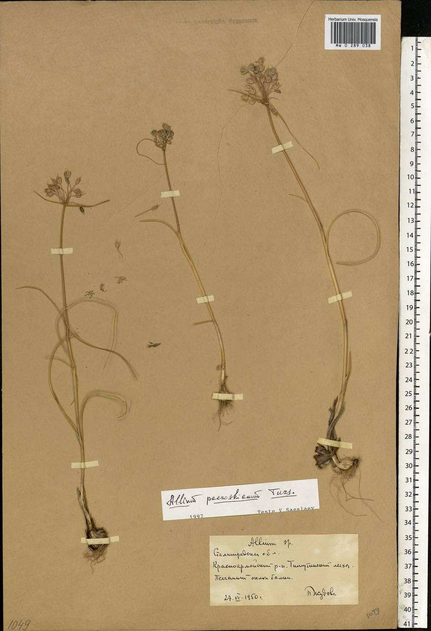 Allium flavum subsp. tauricum (Besser ex Rchb.) K.Richt., Eastern Europe, Lower Volga region (E9) (Russia)