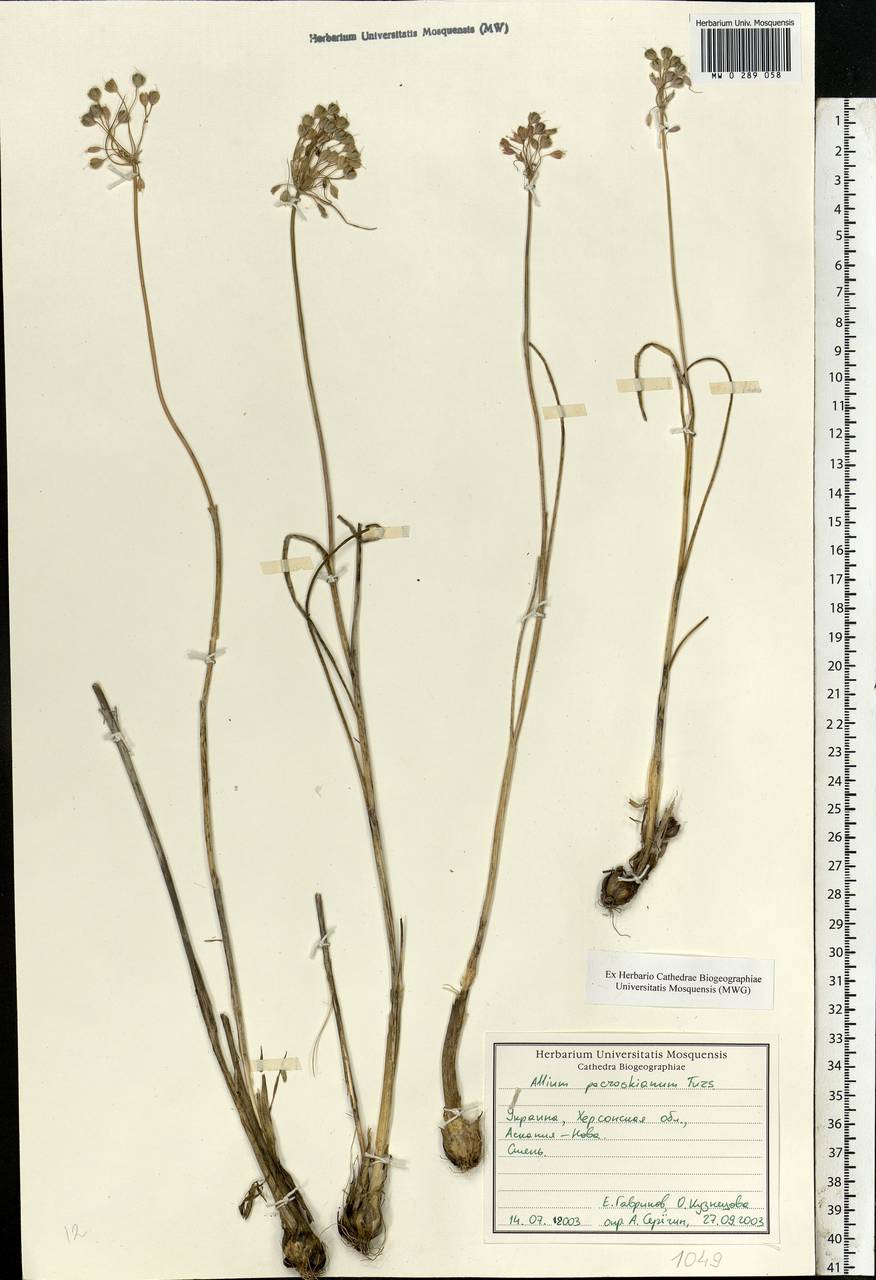 Allium flavum subsp. tauricum (Besser ex Rchb.) K.Richt., Eastern Europe, South Ukrainian region (E12) (Ukraine)