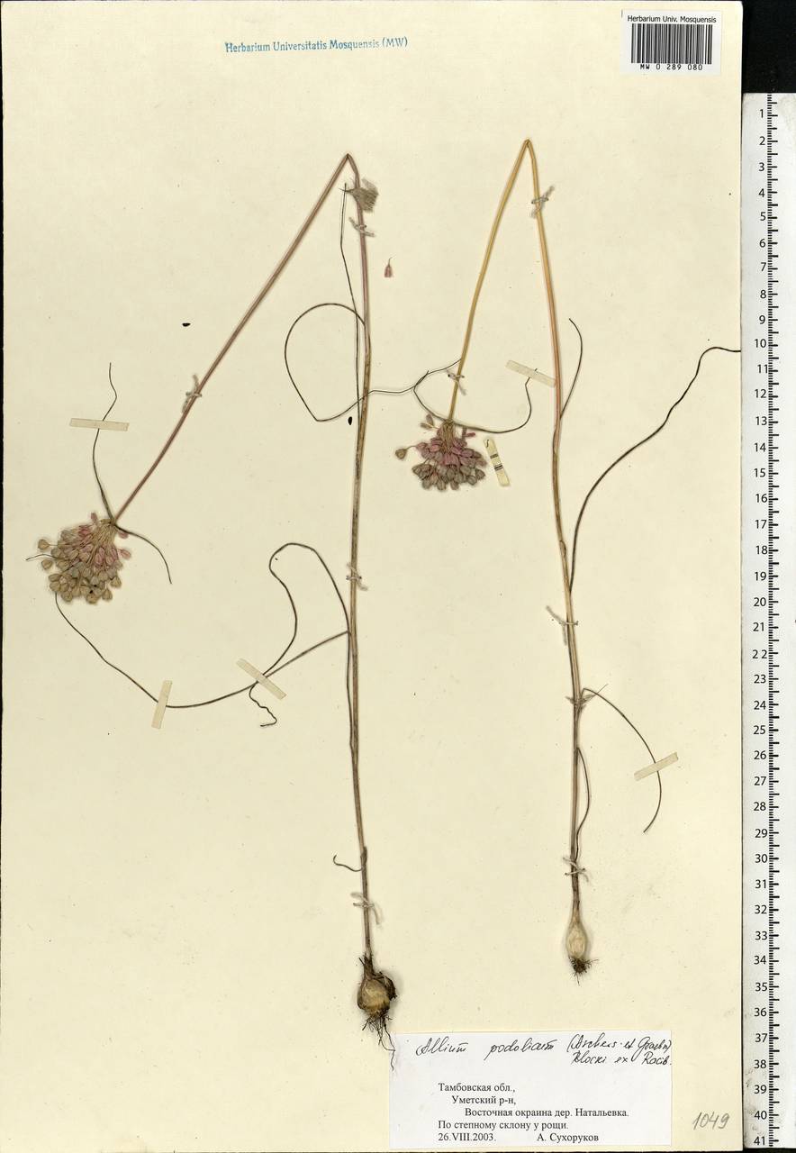 Allium podolicum Blocki ex Racib. & Szafer, Eastern Europe, Central forest-and-steppe region (E6) (Russia)