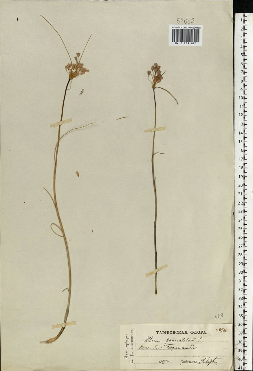 Allium podolicum Blocki ex Racib. & Szafer, Eastern Europe, Central forest-and-steppe region (E6) (Russia)