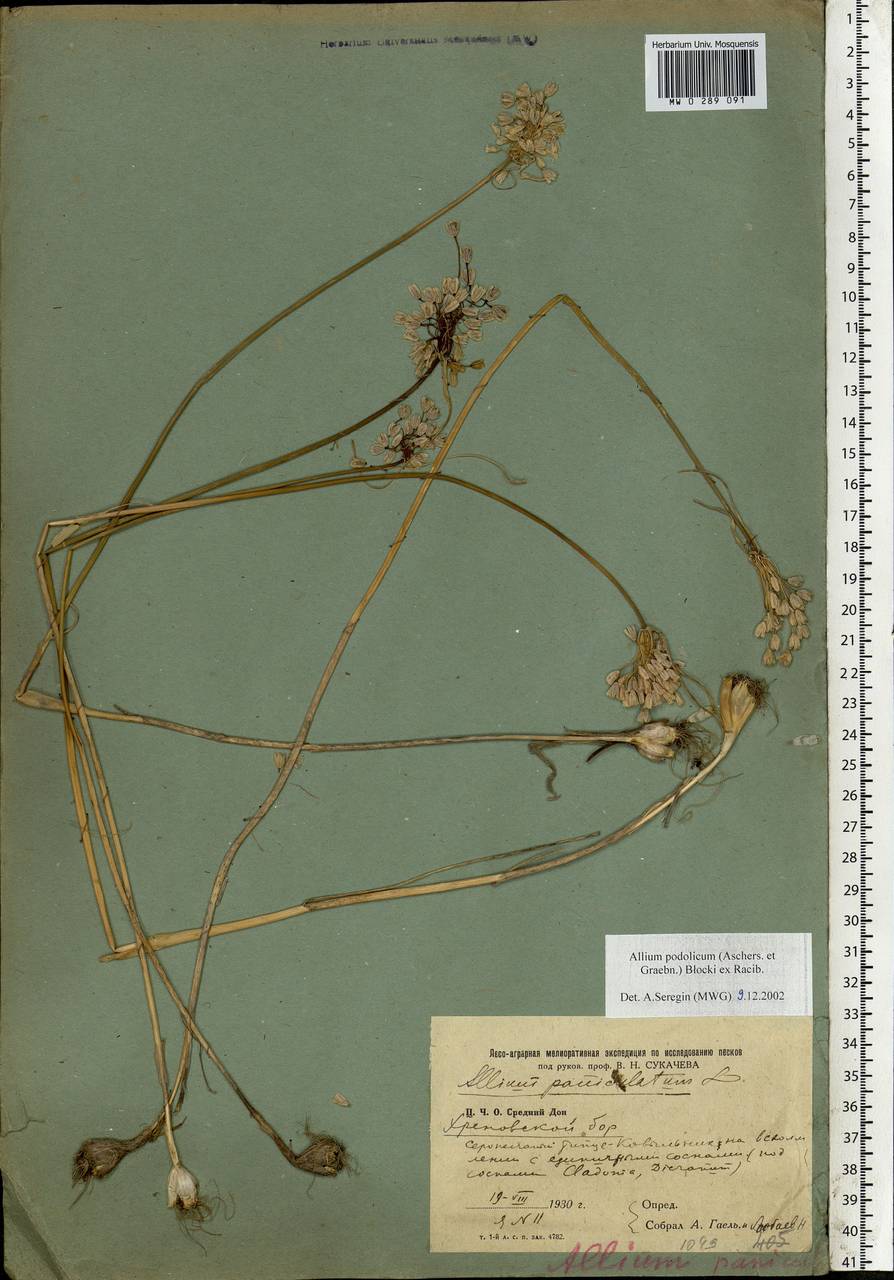Allium podolicum Blocki ex Racib. & Szafer, Eastern Europe, Central forest-and-steppe region (E6) (Russia)