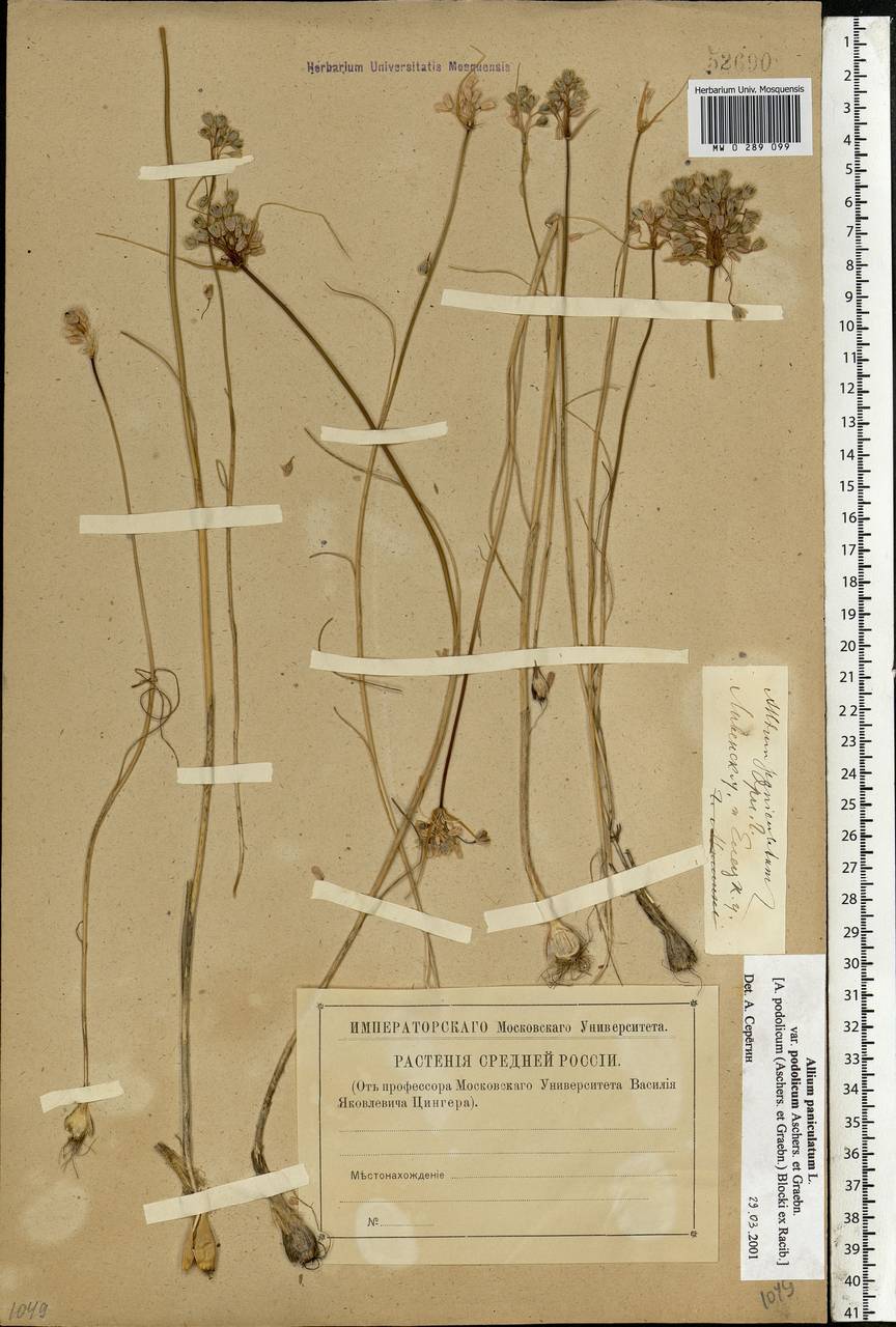 Allium podolicum Blocki ex Racib. & Szafer, Eastern Europe, Central forest-and-steppe region (E6) (Russia)
