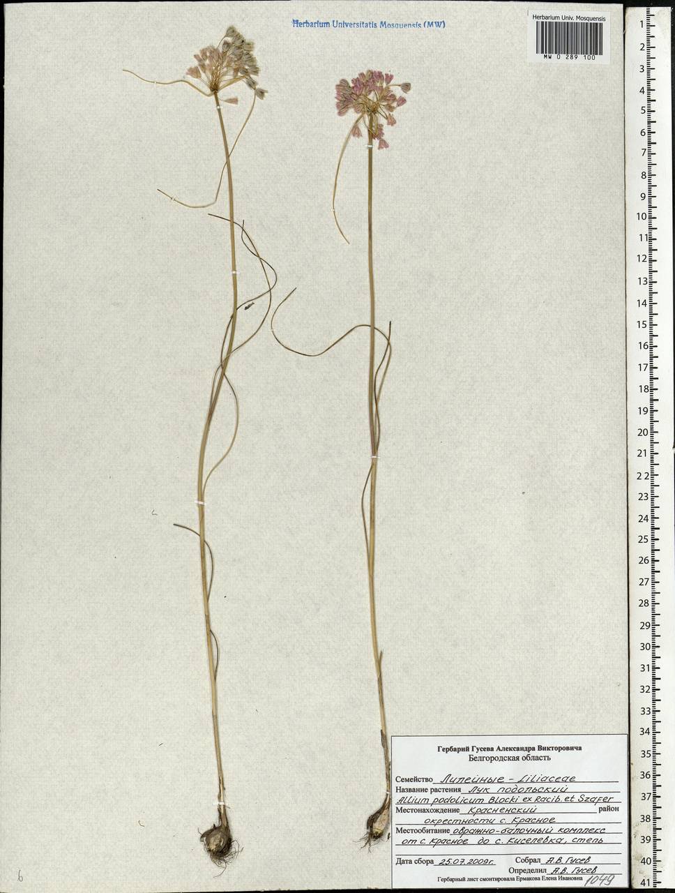 Allium podolicum Blocki ex Racib. & Szafer, Eastern Europe, Central forest-and-steppe region (E6) (Russia)