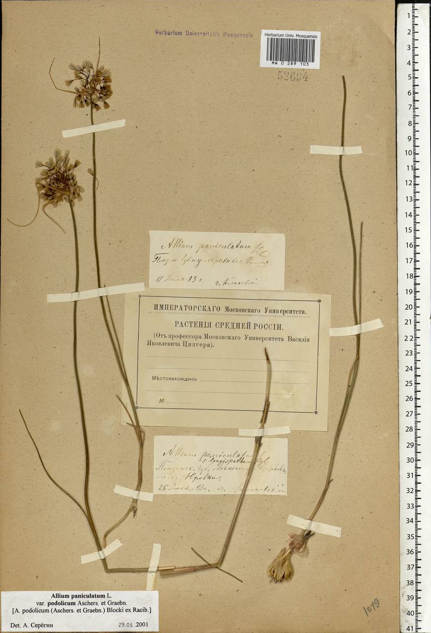 Allium podolicum Blocki ex Racib. & Szafer, Eastern Europe, Middle Volga region (E8) (Russia)