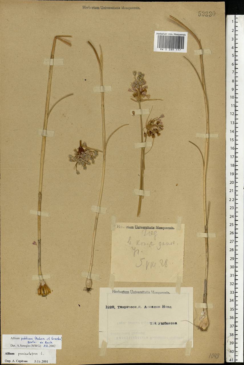 Allium podolicum Blocki ex Racib. & Szafer, Eastern Europe, South Ukrainian region (E12) (Ukraine)