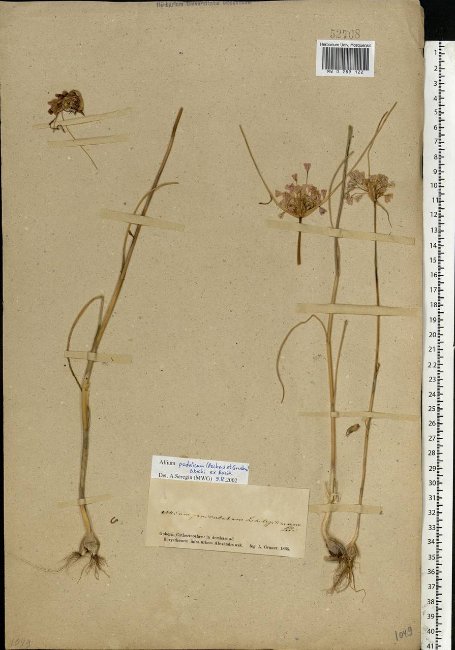 Allium podolicum Blocki ex Racib. & Szafer, Eastern Europe, South Ukrainian region (E12) (Ukraine)