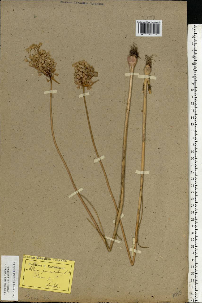 Allium podolicum Blocki ex Racib. & Szafer, Eastern Europe, South Ukrainian region (E12) (Ukraine)