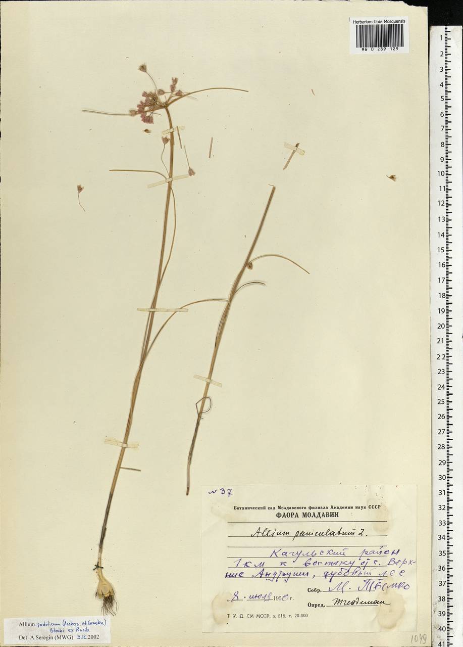 Allium podolicum Blocki ex Racib. & Szafer, Eastern Europe, Moldova (E13a) (Moldova)