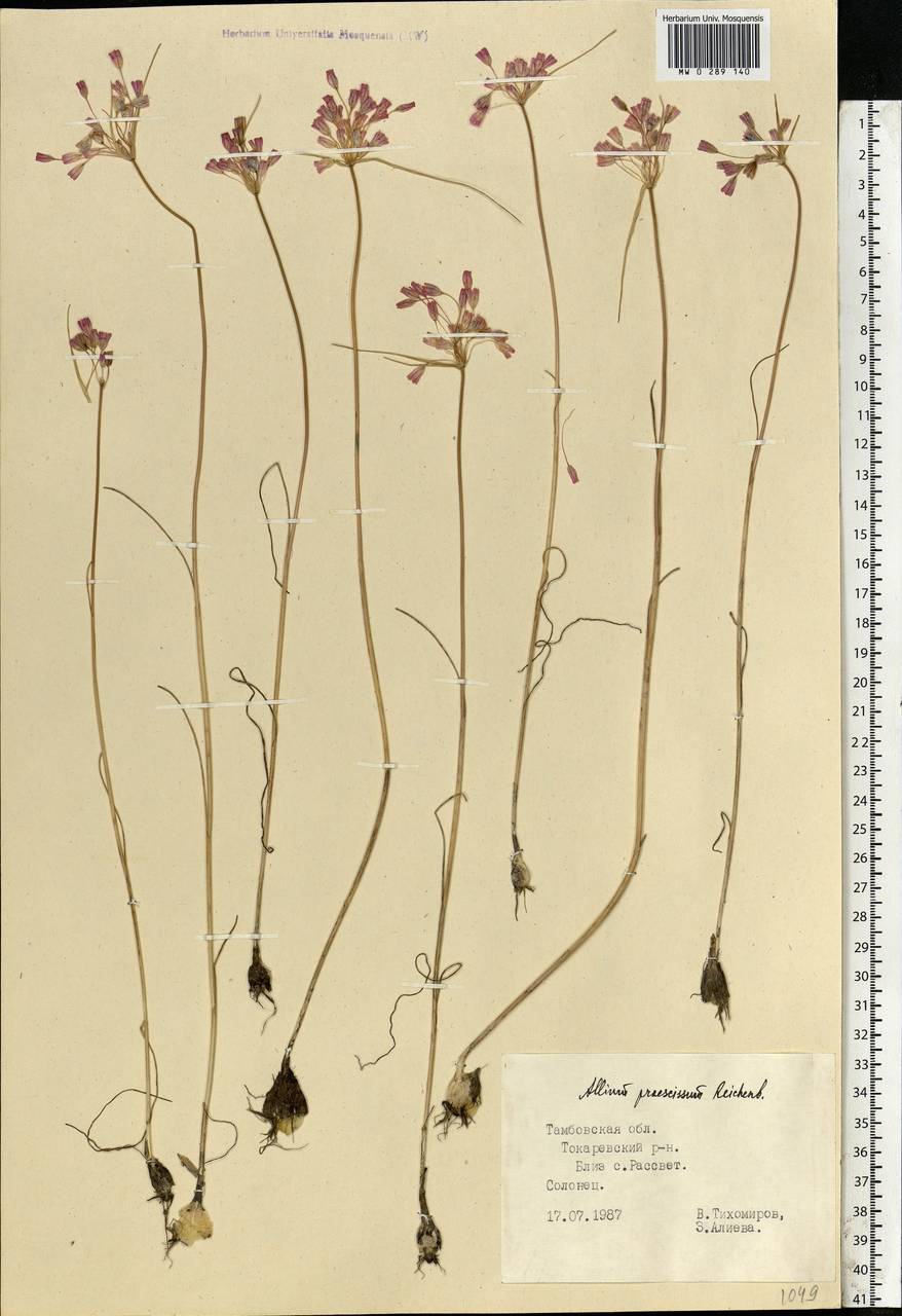 Allium praescissum Rchb., Eastern Europe, Central forest-and-steppe region (E6) (Russia)