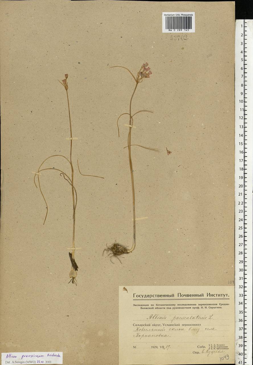 Allium praescissum Rchb., Eastern Europe, Eastern region (E10) (Russia)