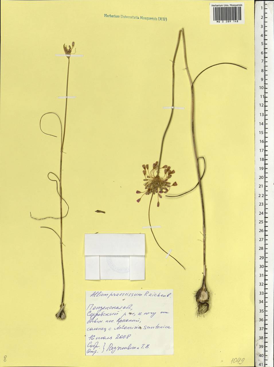 Allium praescissum Rchb., Eastern Europe, Middle Volga region (E8) (Russia)
