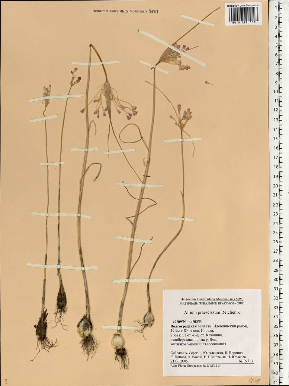 Allium praescissum Rchb., Eastern Europe, Lower Volga region (E9) (Russia)