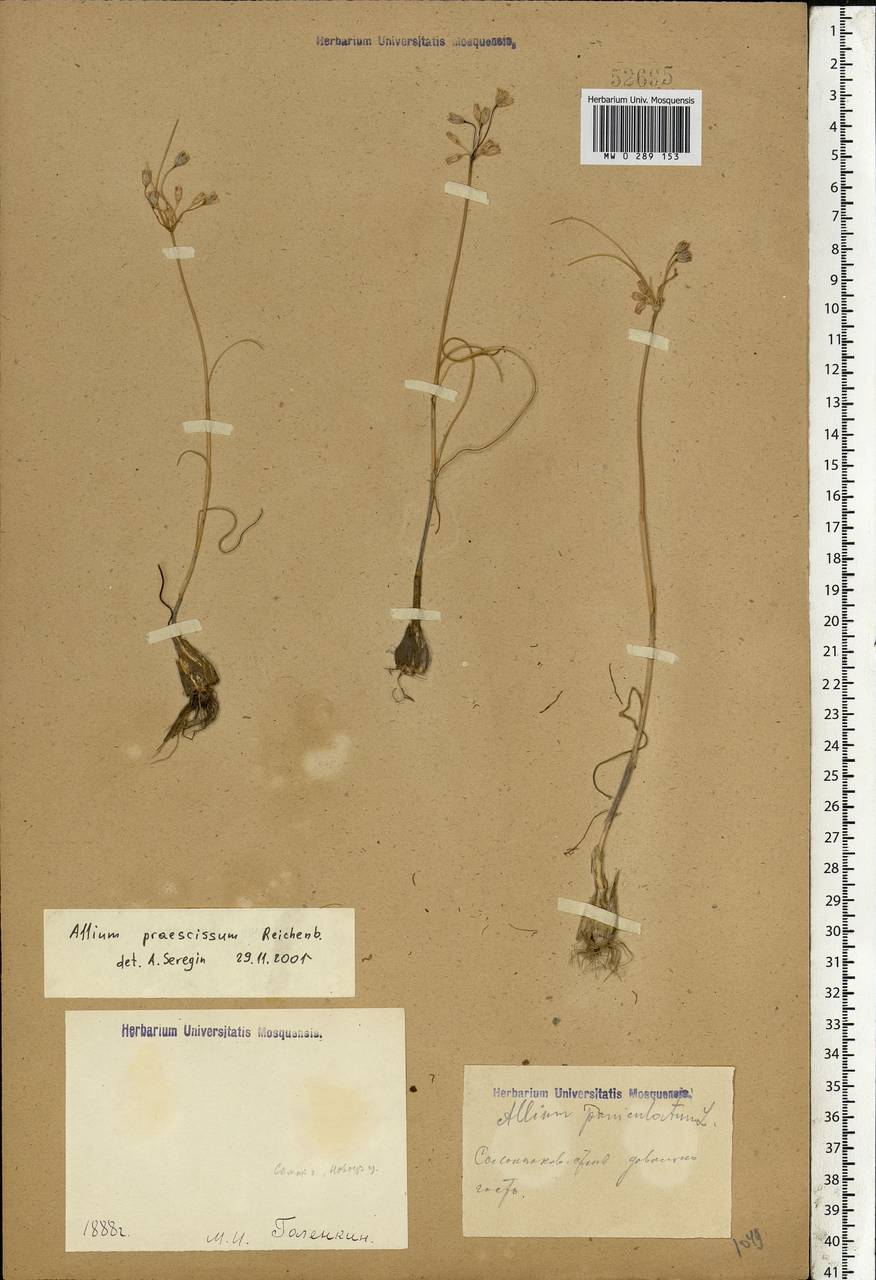 Allium praescissum Rchb., Eastern Europe, Lower Volga region (E9) (Russia)