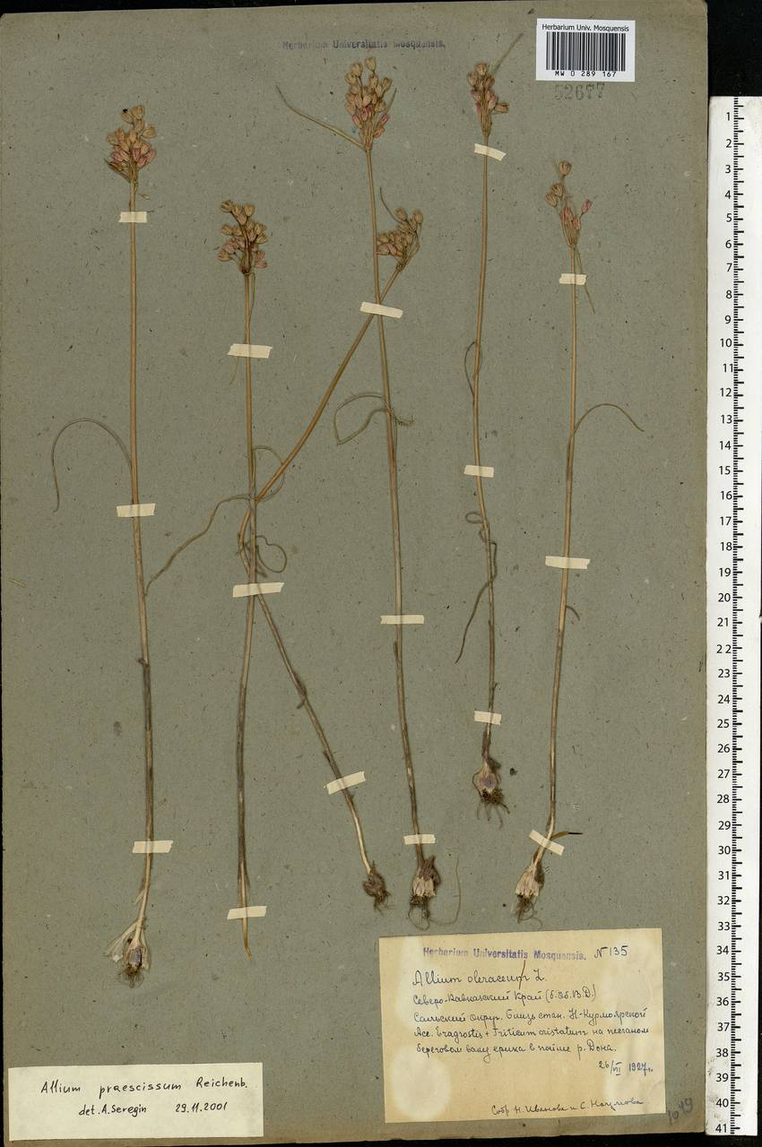 Allium praescissum Rchb., Eastern Europe, Rostov Oblast (E12a) (Russia)