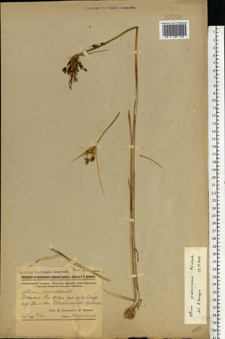 Allium praescissum Rchb., Eastern Europe, Rostov Oblast (E12a) (Russia)