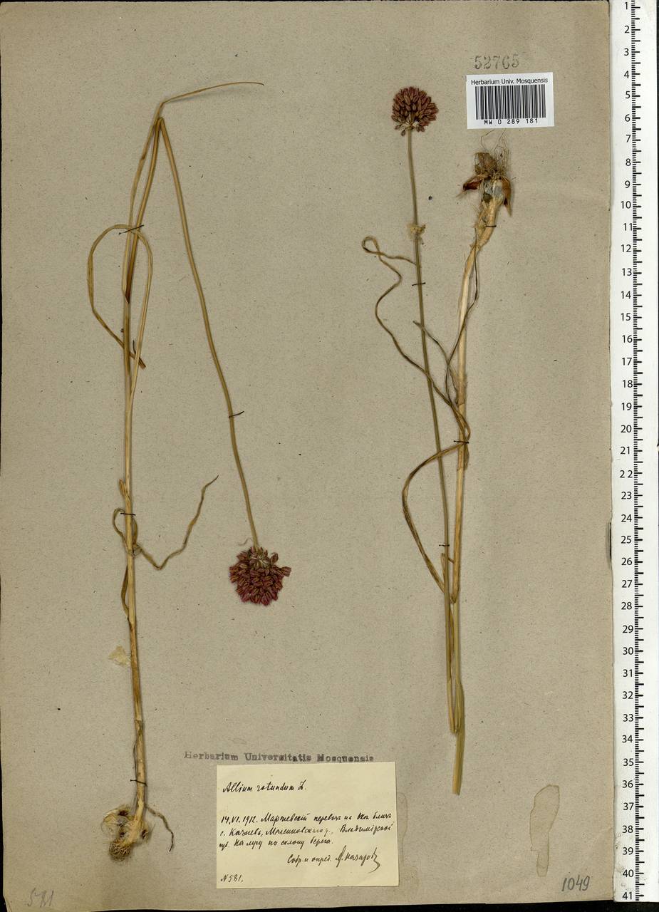 Allium rotundum L., Eastern Europe, Central region (E4) (Russia)