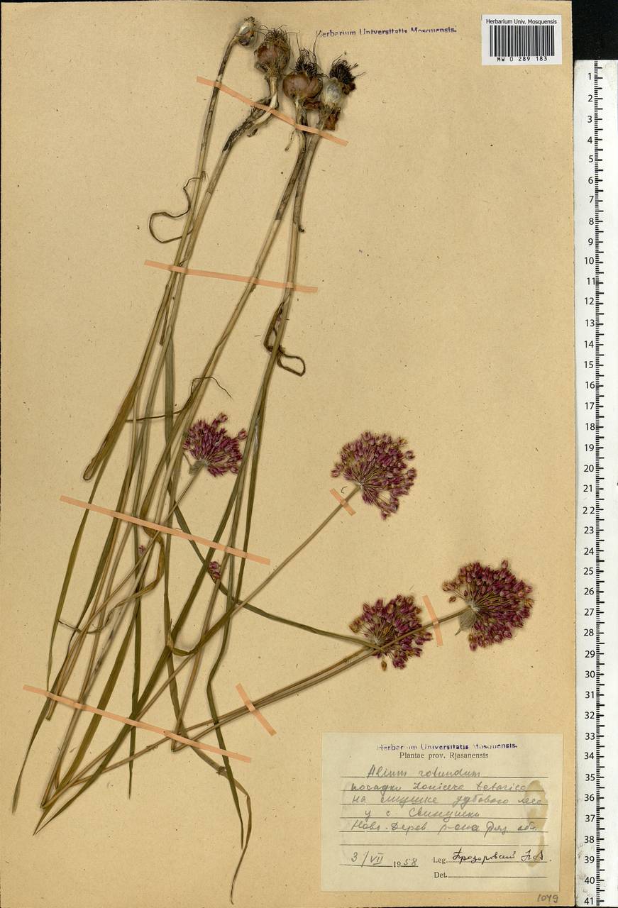 Allium rotundum L., Eastern Europe, Central region (E4) (Russia)