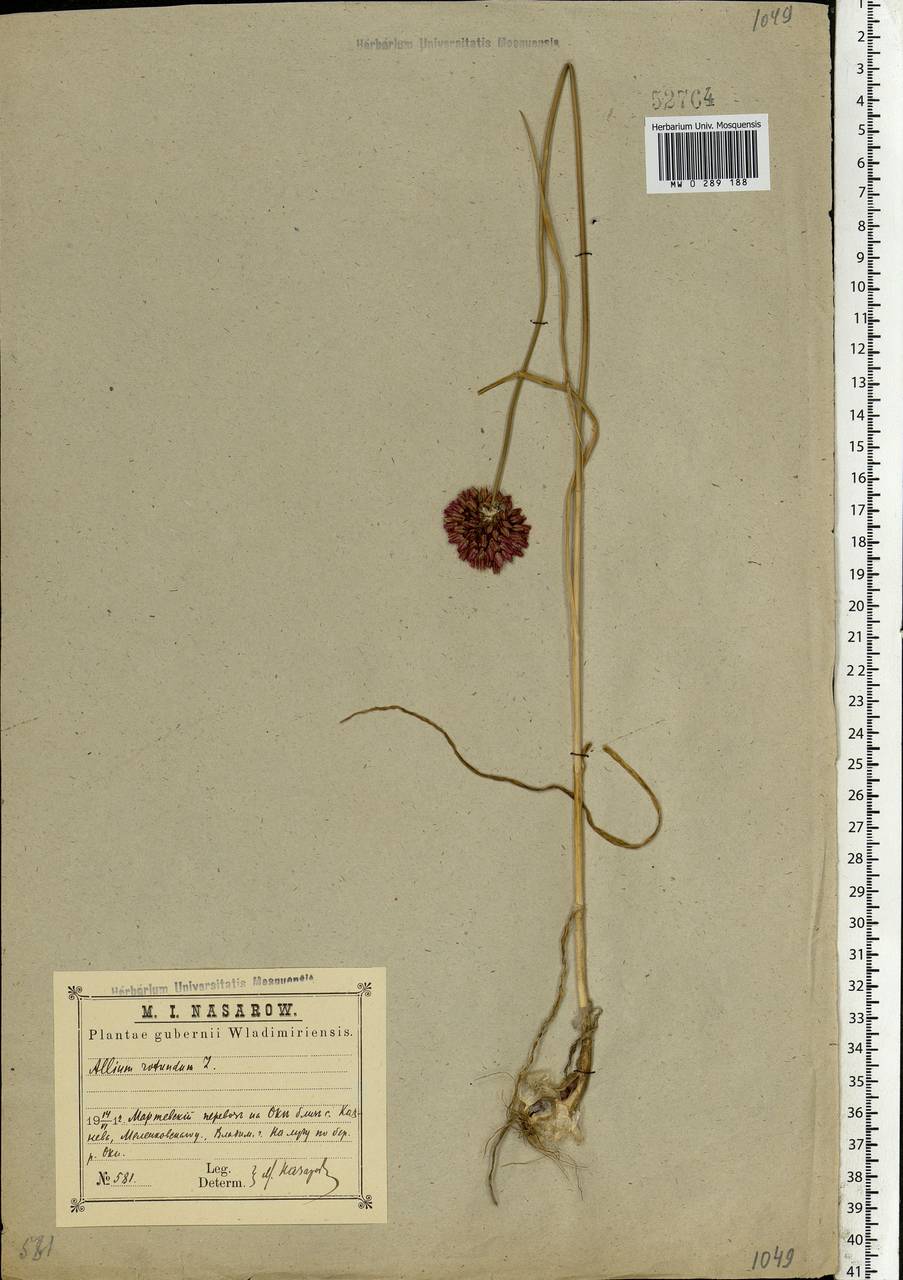 Allium rotundum L., Eastern Europe, Central region (E4) (Russia)