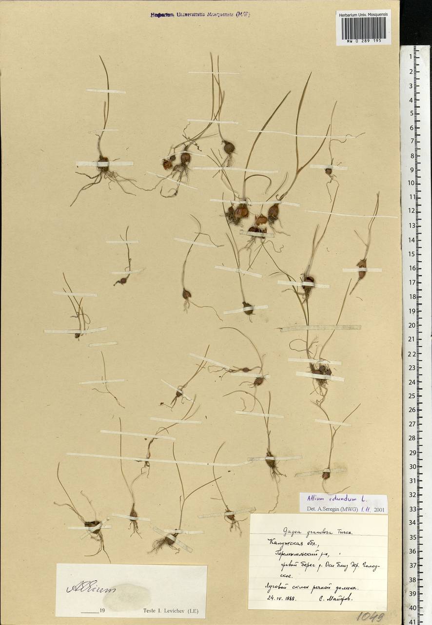 Allium rotundum L., Eastern Europe, Central region (E4) (Russia)