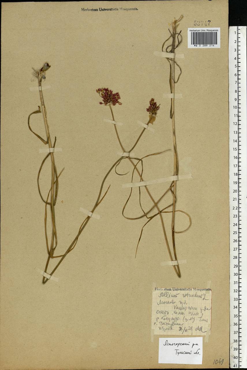 Allium rotundum L., Eastern Europe, Central region (E4) (Russia)