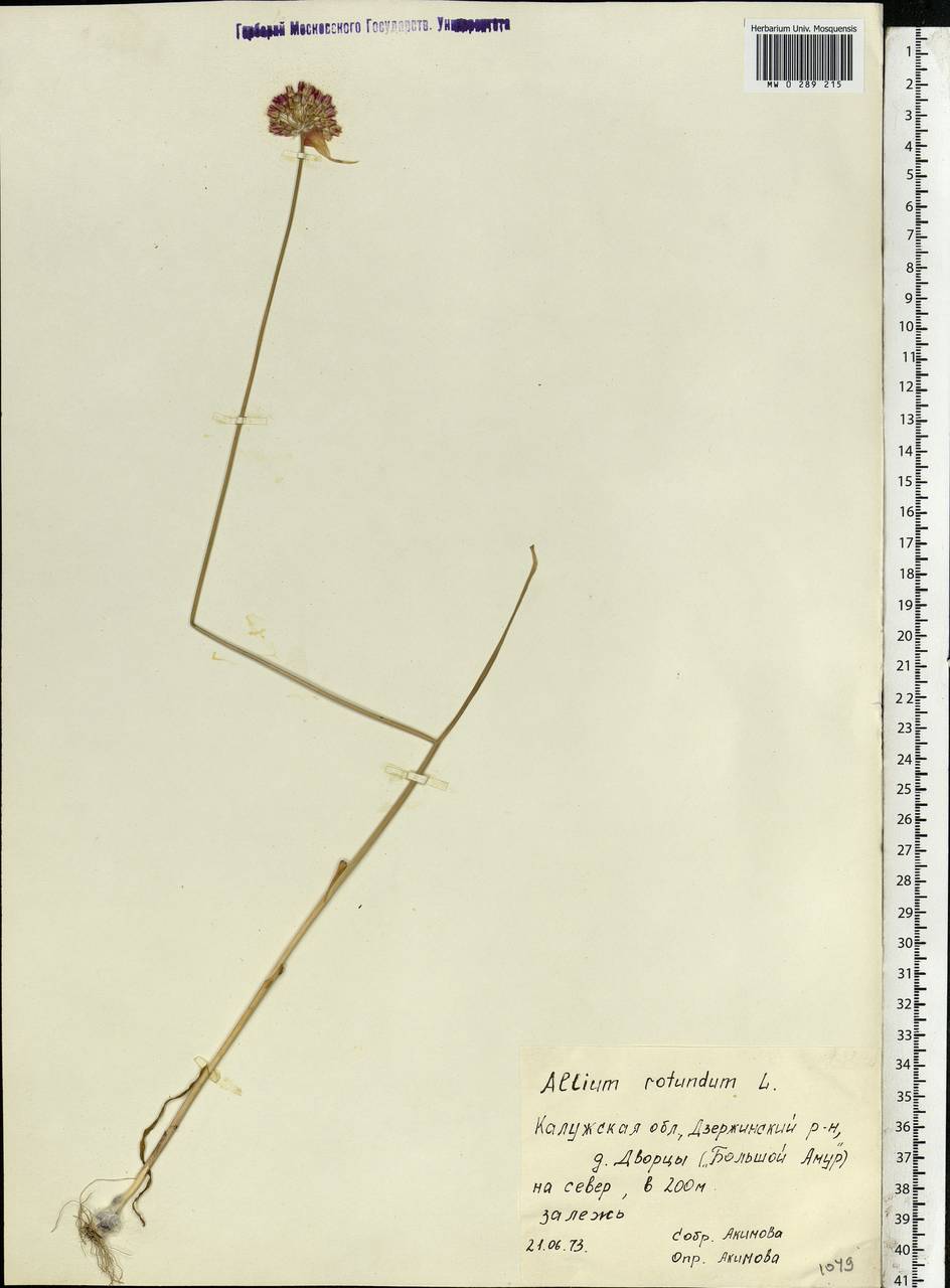 Allium rotundum L., Eastern Europe, Central region (E4) (Russia)