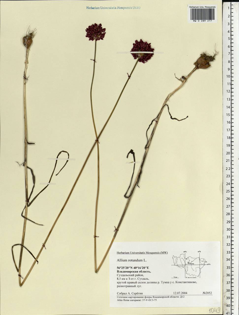 Allium rotundum L., Eastern Europe, Central region (E4) (Russia)
