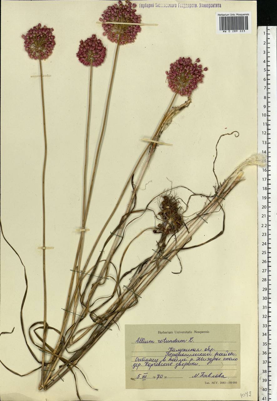 Allium rotundum L., Eastern Europe, Central region (E4) (Russia)