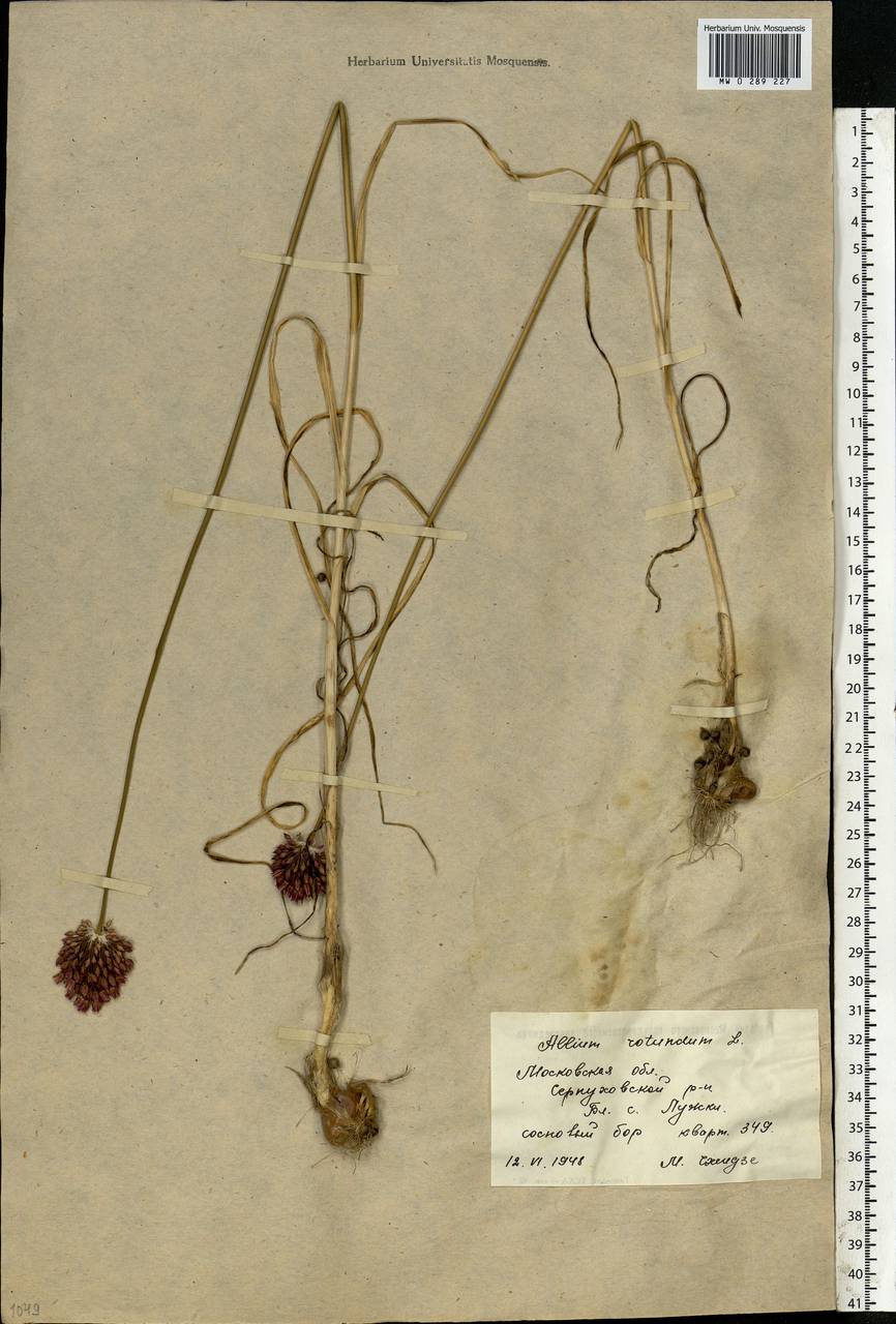 Allium rotundum L., Eastern Europe, Moscow region (E4a) (Russia)