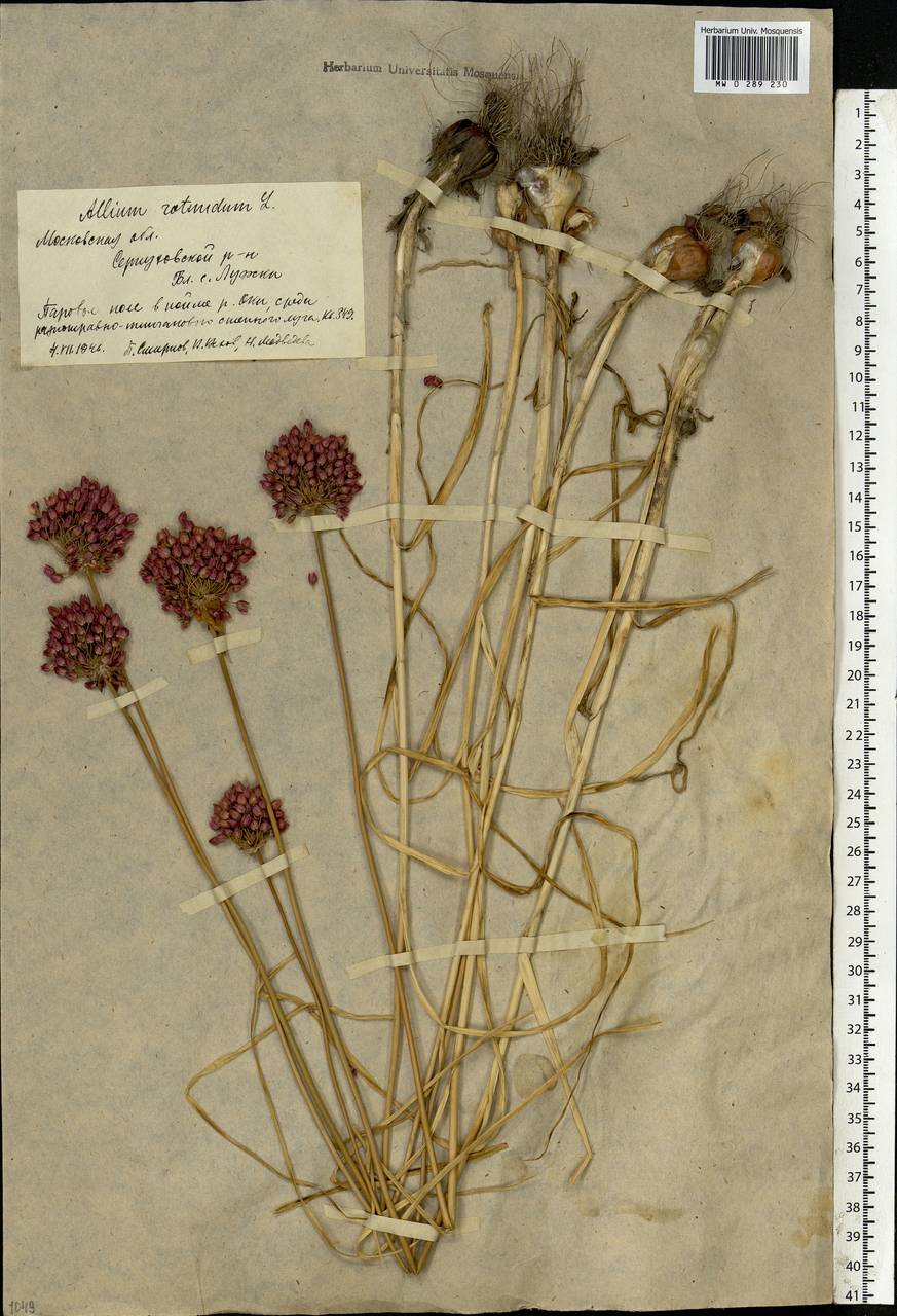 Allium rotundum L., Eastern Europe, Moscow region (E4a) (Russia)