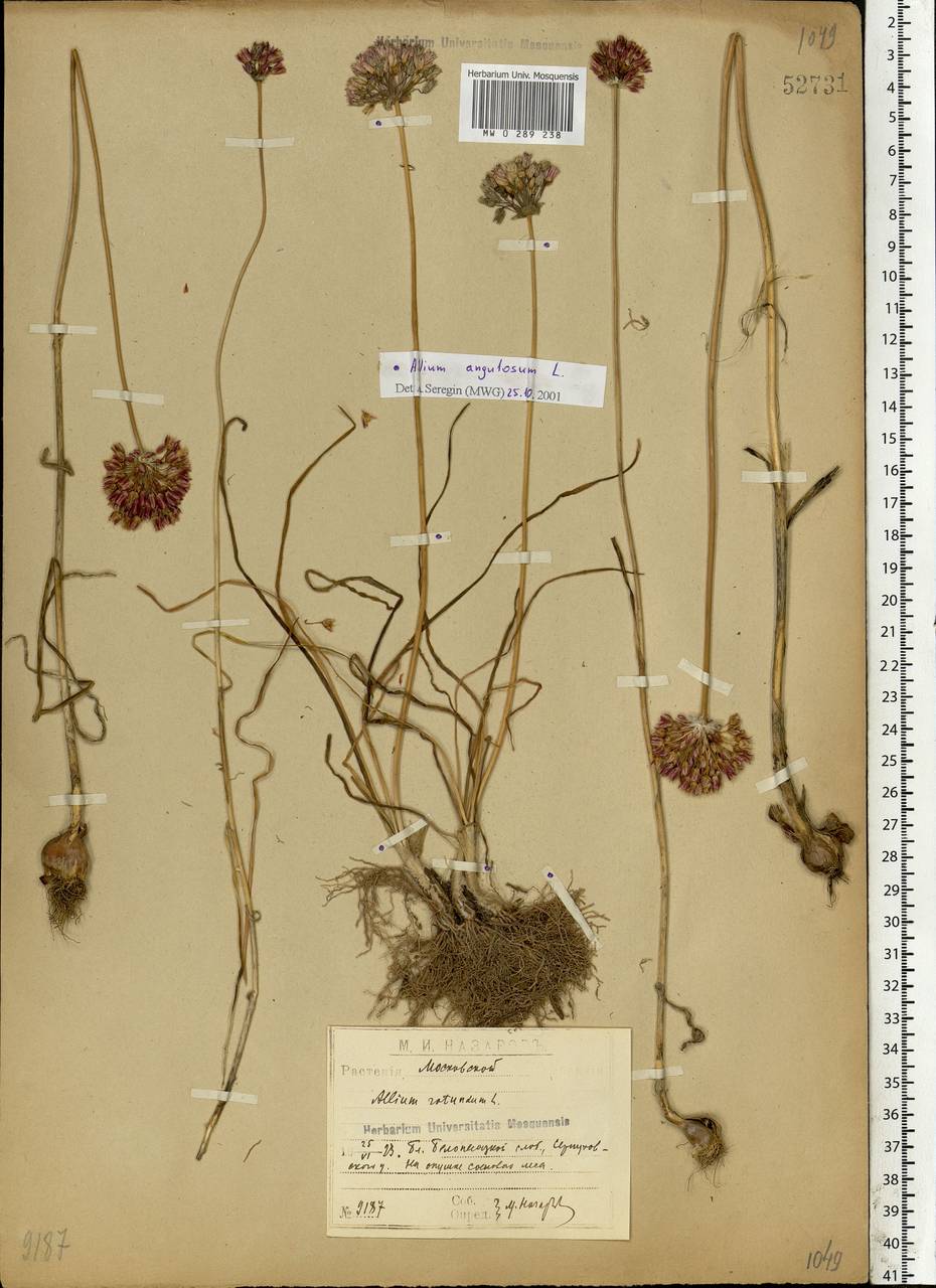 Allium rotundum L., Eastern Europe, Moscow region (E4a) (Russia)