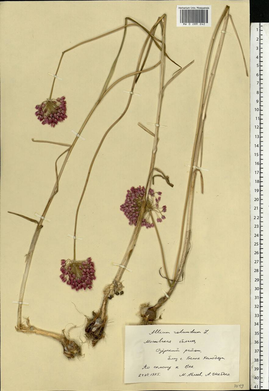 Allium rotundum L., Eastern Europe, Moscow region (E4a) (Russia)