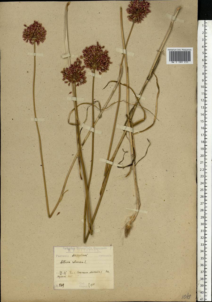 Allium rotundum L., Eastern Europe, Moscow region (E4a) (Russia)