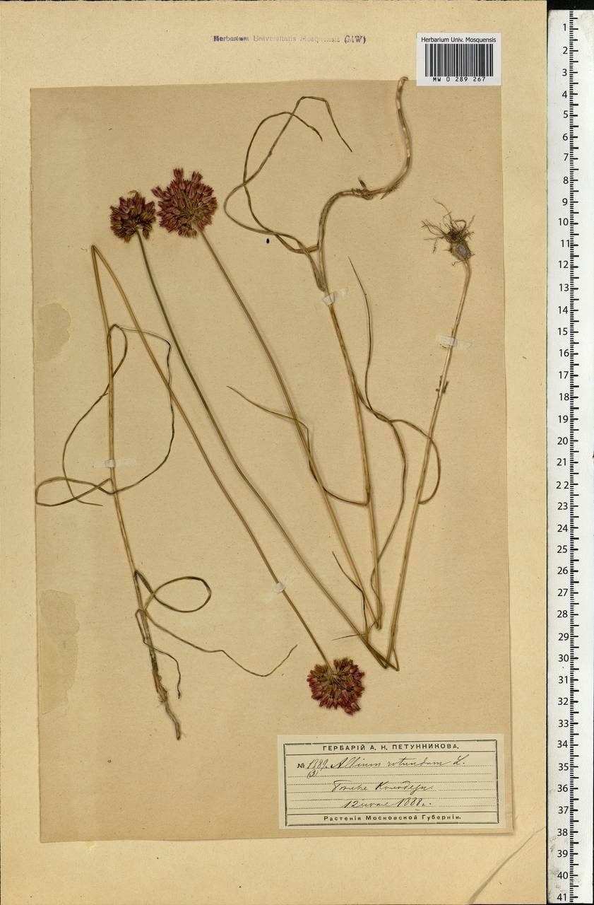 Allium rotundum L., Eastern Europe, Moscow region (E4a) (Russia)