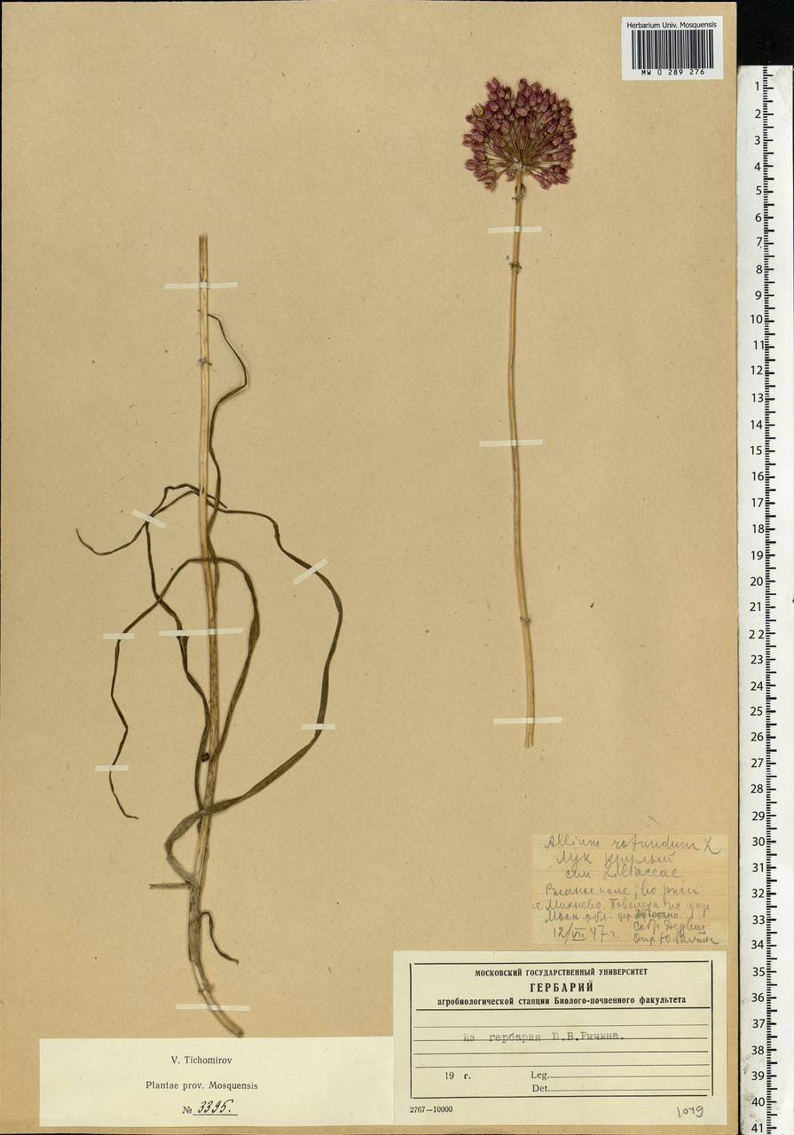 Allium rotundum L., Eastern Europe, Moscow region (E4a) (Russia)