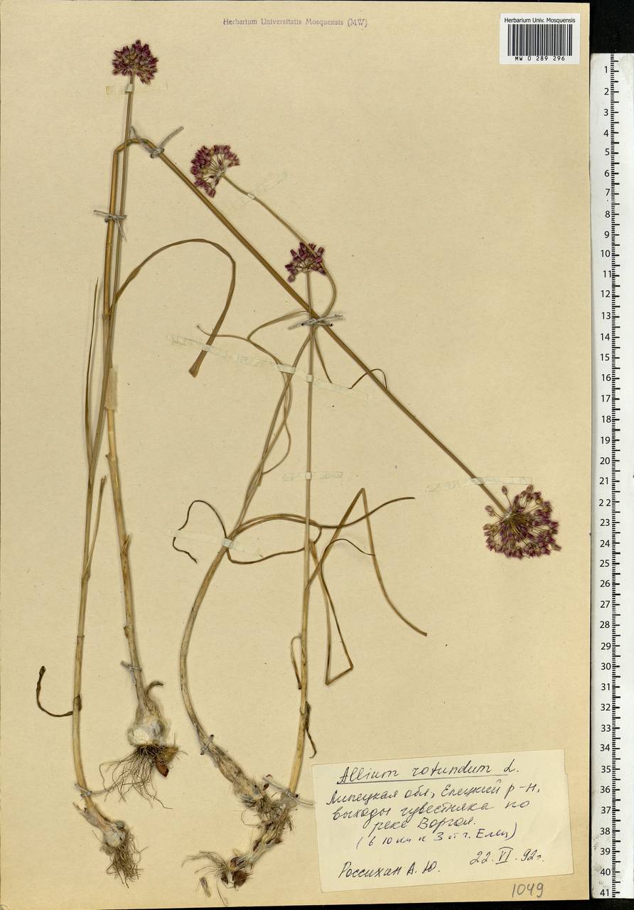 Allium rotundum L., Eastern Europe, Central forest-and-steppe region (E6) (Russia)