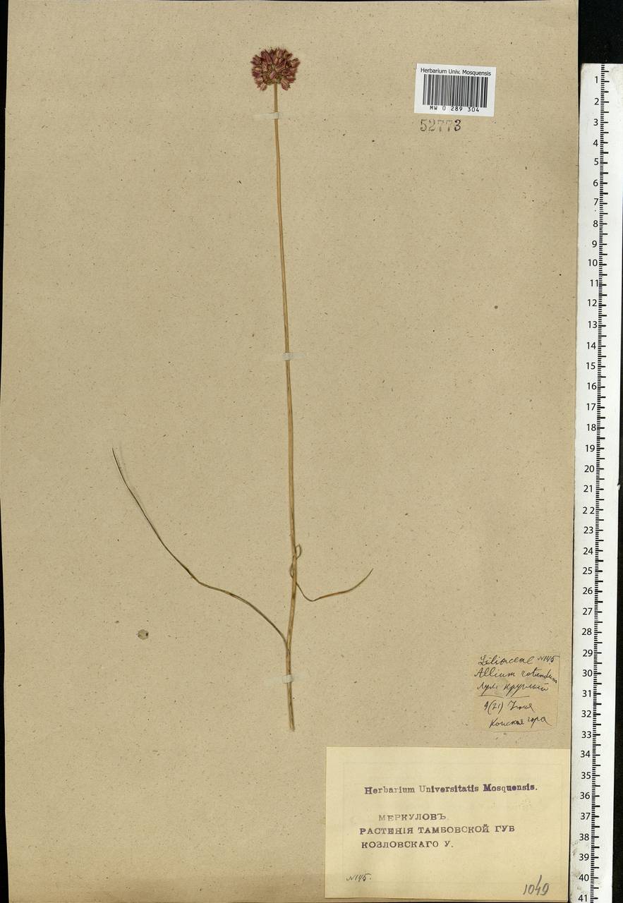 Allium rotundum L., Eastern Europe, Central forest-and-steppe region (E6) (Russia)