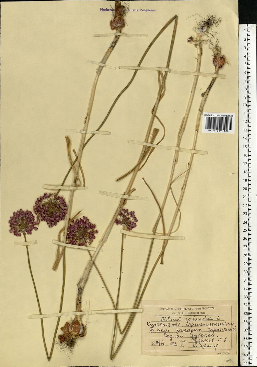 Allium rotundum L., Eastern Europe, Central forest-and-steppe region (E6) (Russia)