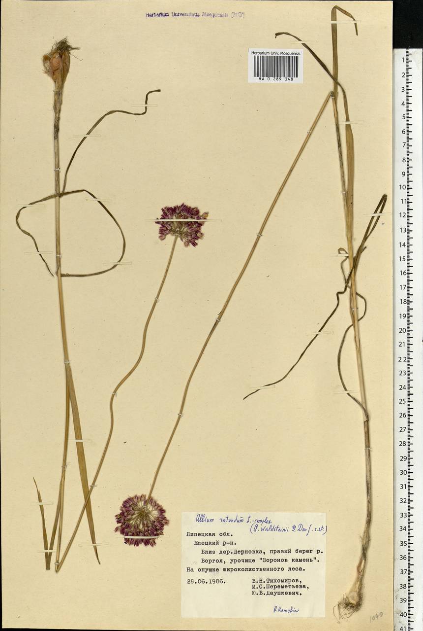 Allium rotundum L., Eastern Europe, Central forest-and-steppe region (E6) (Russia)