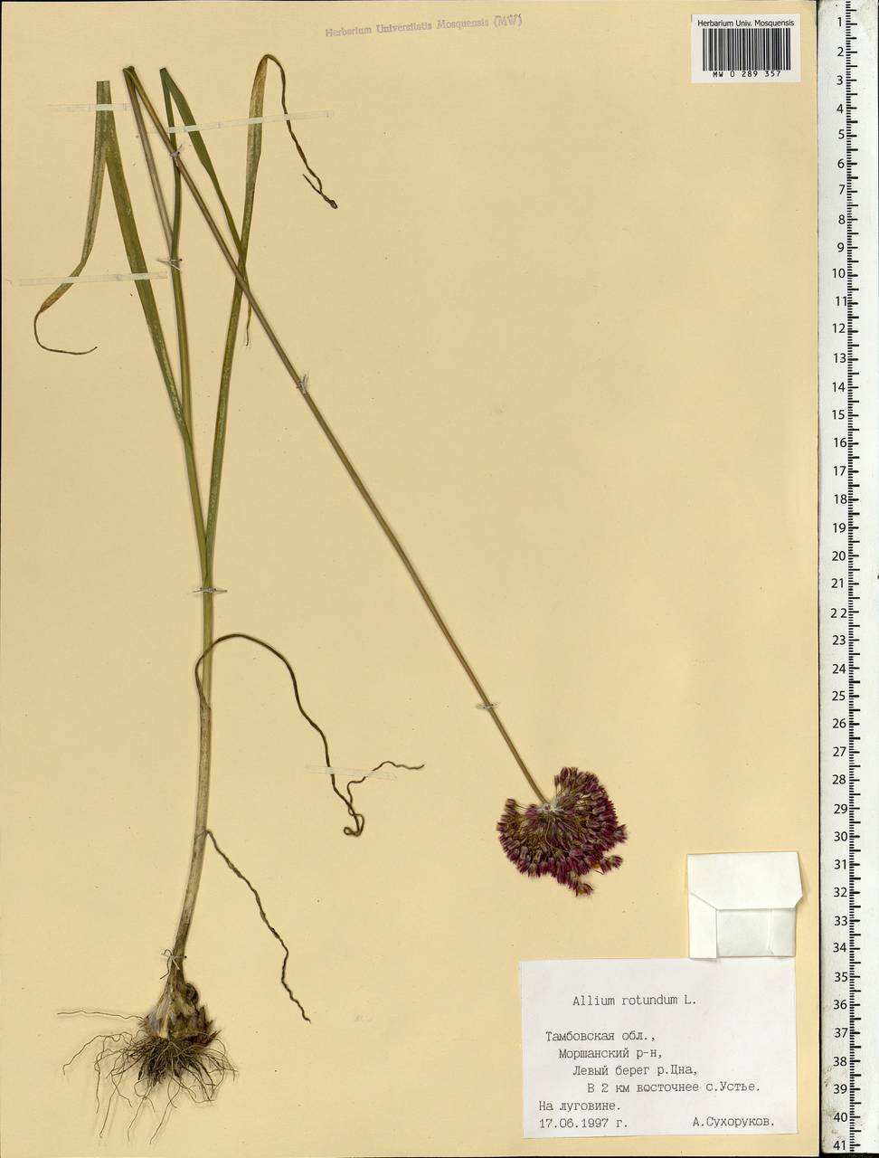 Allium rotundum L., Eastern Europe, Central forest-and-steppe region (E6) (Russia)
